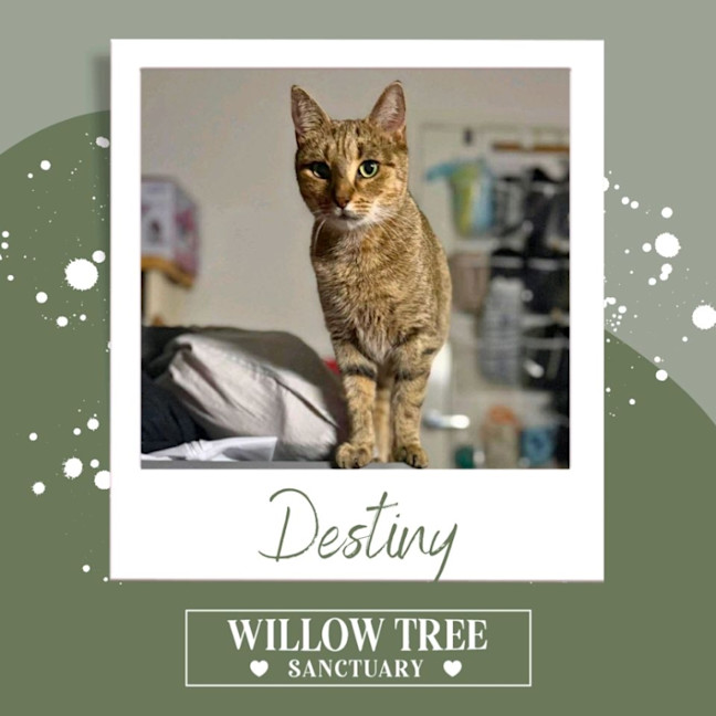 Photo of Destiny