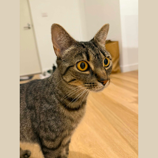 Photo of Dolly   In Foster Care In South Yarra