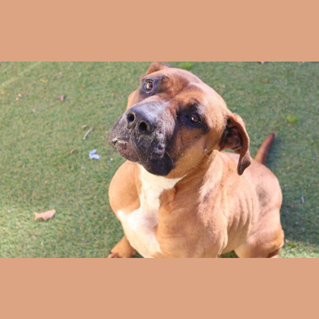 Photo of Cocoa