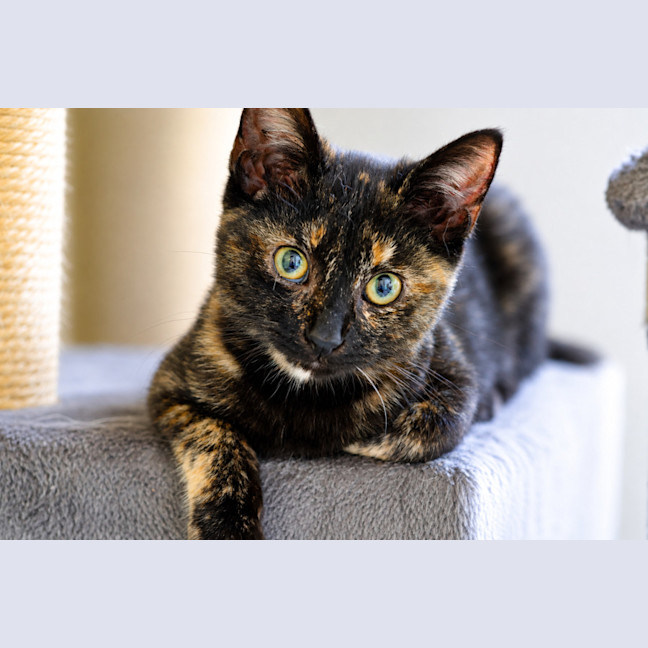 Photo of Felina