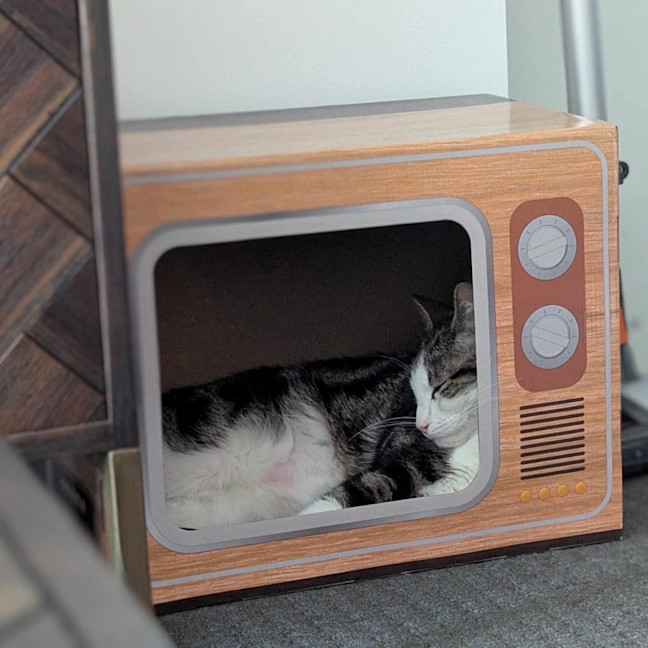 Photo of 🤠 Bandit 🤠