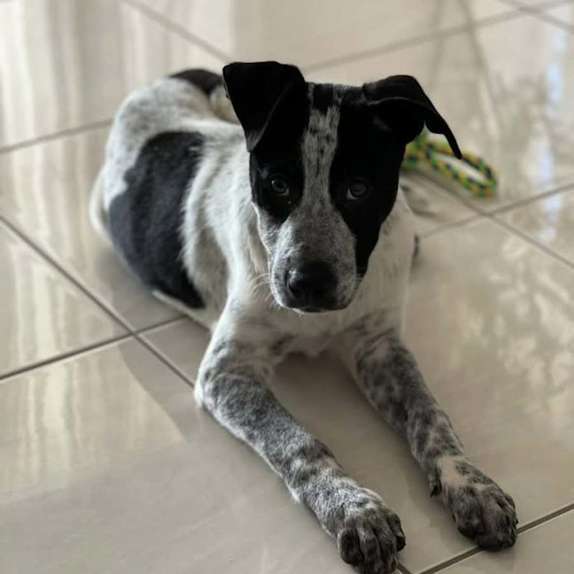 Photo of Diesel