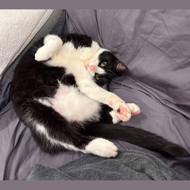 Photo of Charlie   Located In Brunswick West