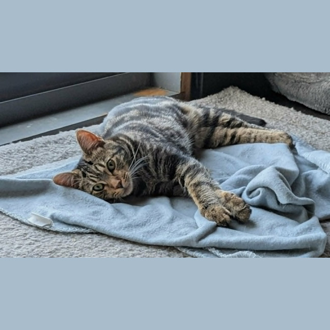 Photo of Jasmine *9 Lives Project Rescue*