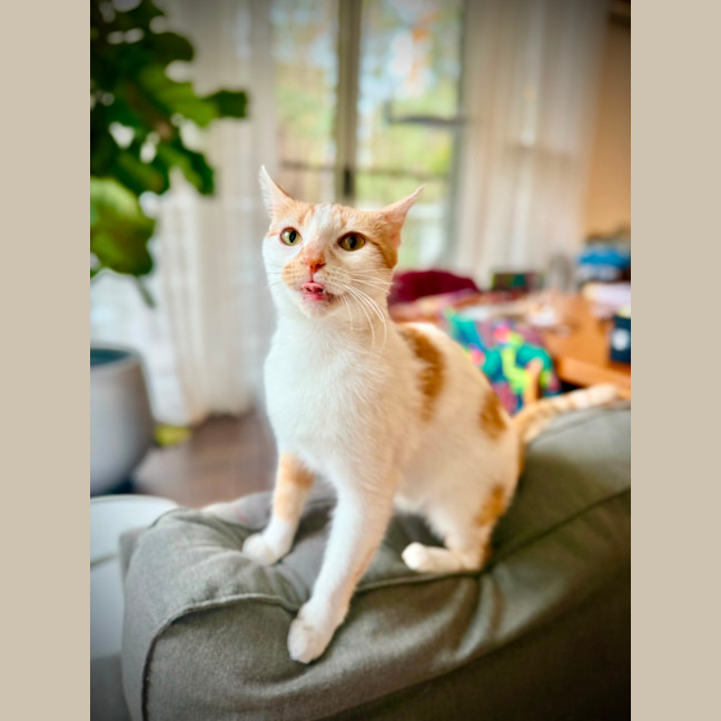 Photo of Xena: Warrior Princess