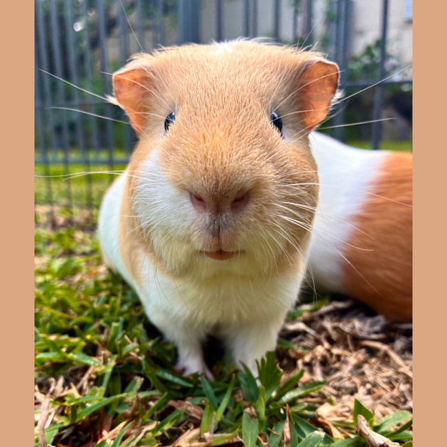 Photo of Buster, Mooch And Sprinkles