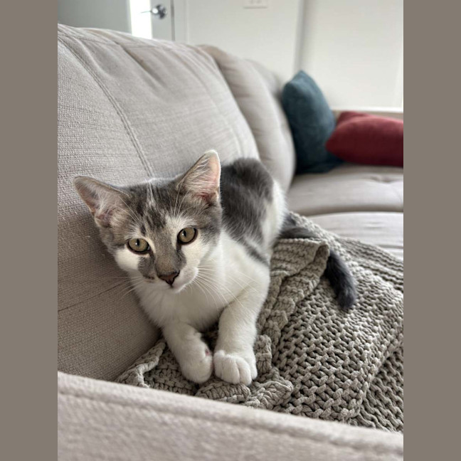 Photo of Paddy *9 Lives Project Rescue*