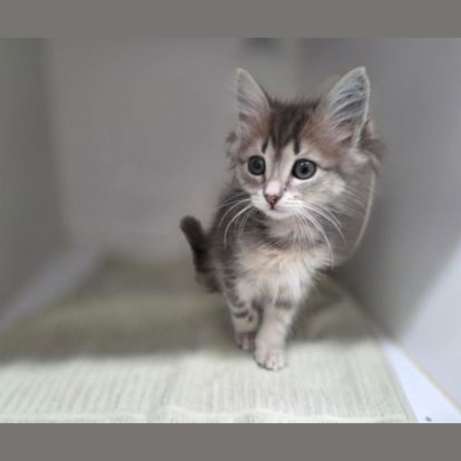 Photo of Milo