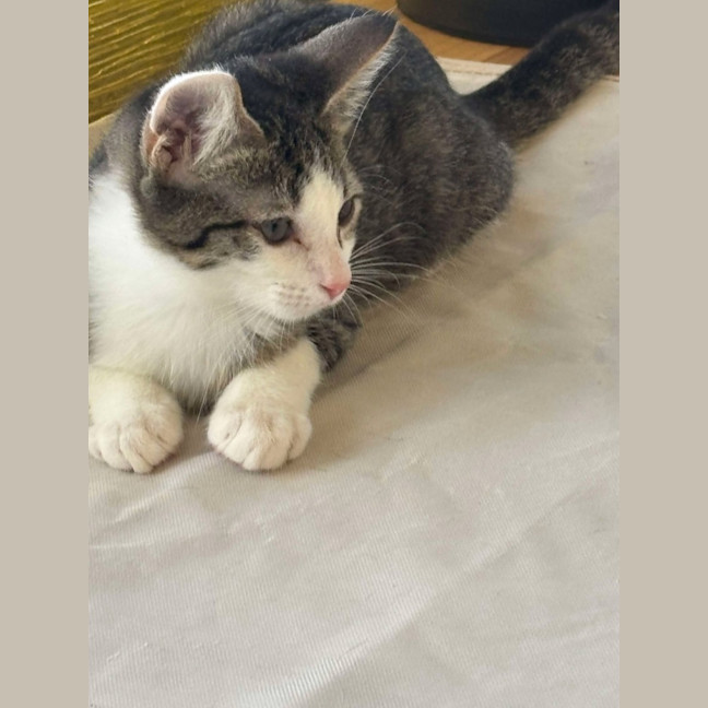 Photo of Pepsi
