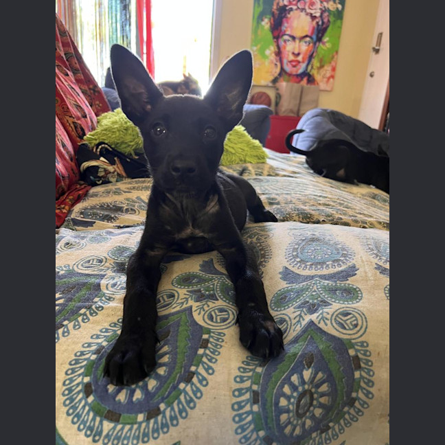 Photo of Skinny Marie (Evie)