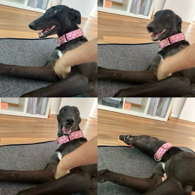 Photo of Misty, The Greyhound