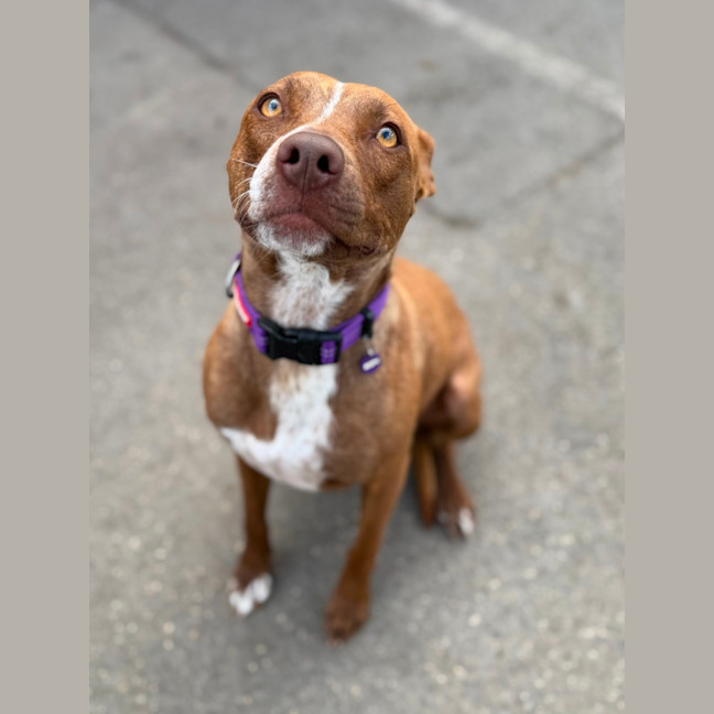 Photo of Pumpkin