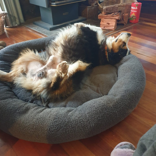 Photo of Bear
