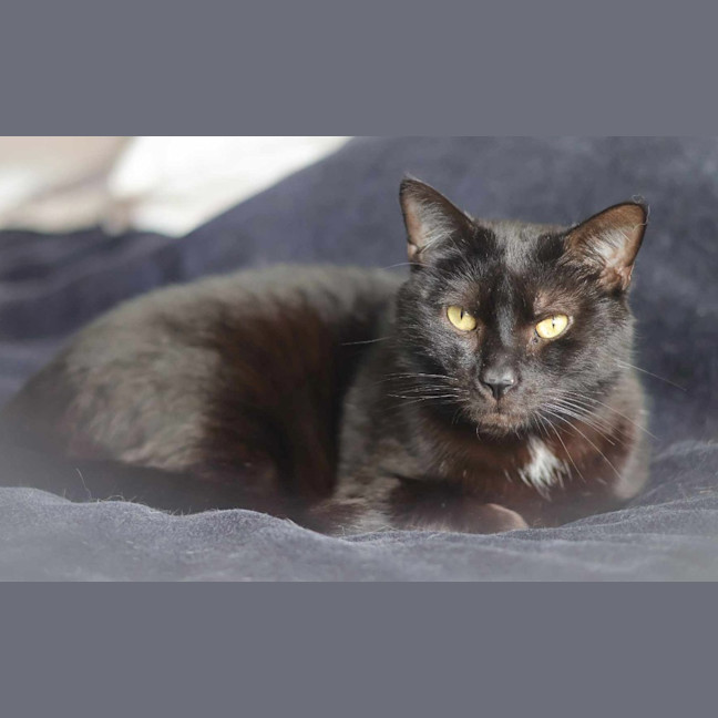 Photo of Batman Black