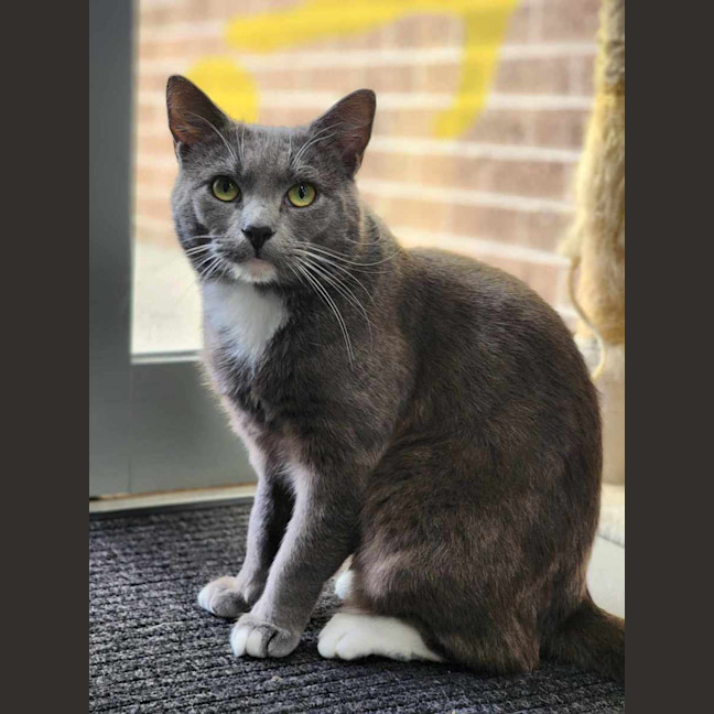 Photo of ♟ Astin 5530 ♟