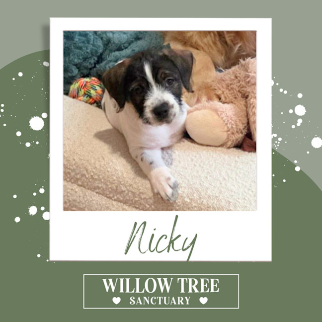 Photo of Nicky
