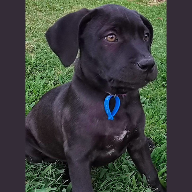 Photo of Bagel 