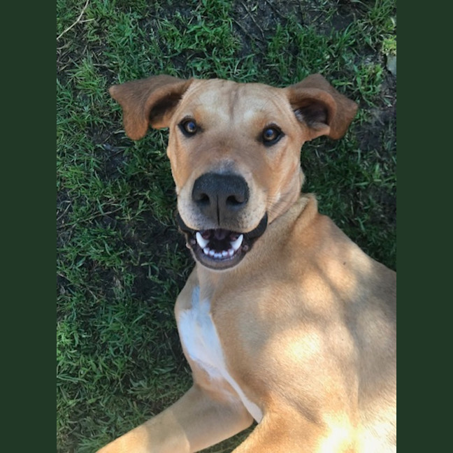 Photo of Nala