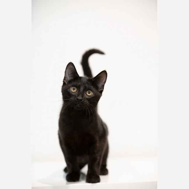 Photo of Licorice