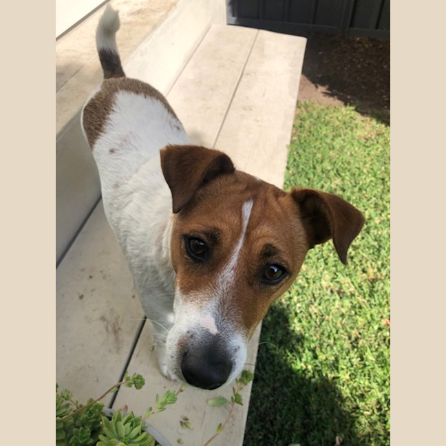 Photo of Archio   2 Year Old Jack Russell X (Trial)