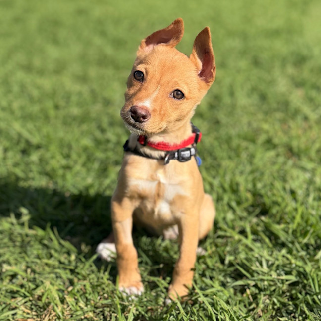 Photo of Pip