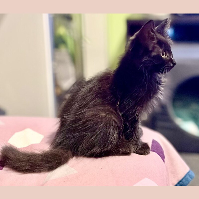 Photo of Sammy