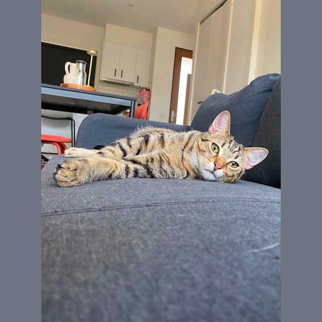 Photo of Oak
