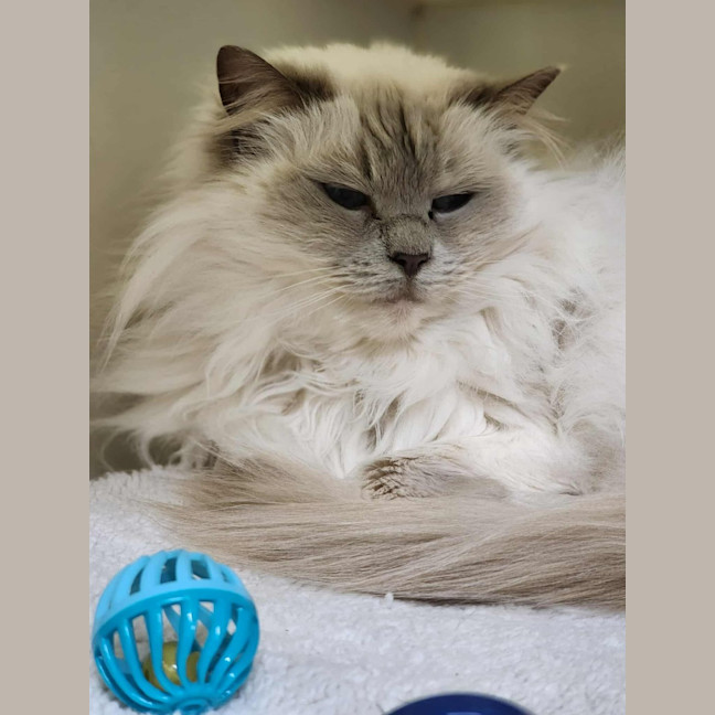 Photo of 🐱 Nahla 6461 🐱