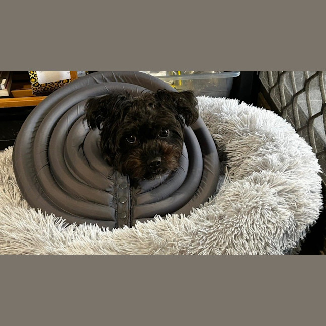 Photo of Freya