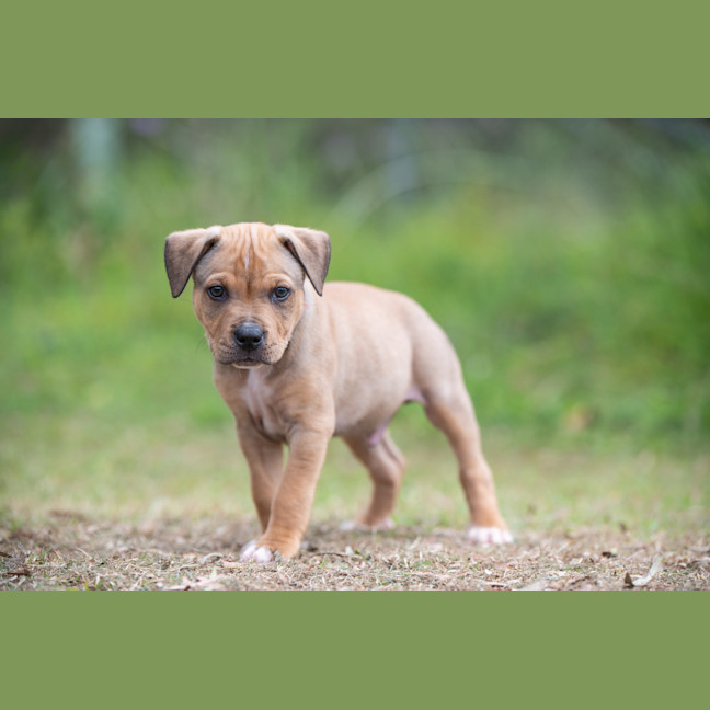 Photo of Apollo