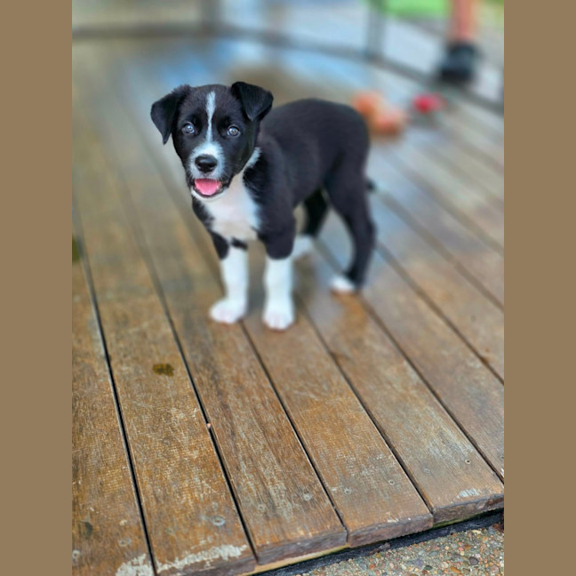 Photo of Asha