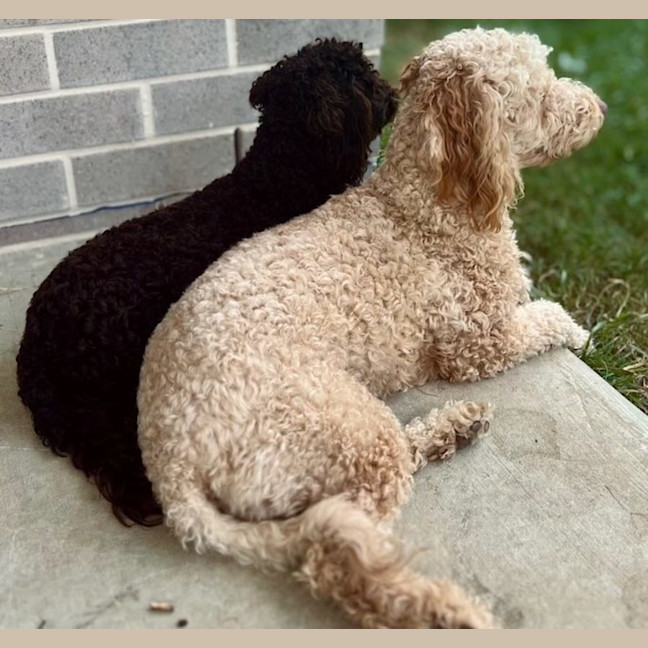 Photo of Ruby And Theo