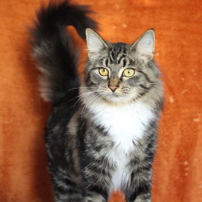 Photo of Little Chef