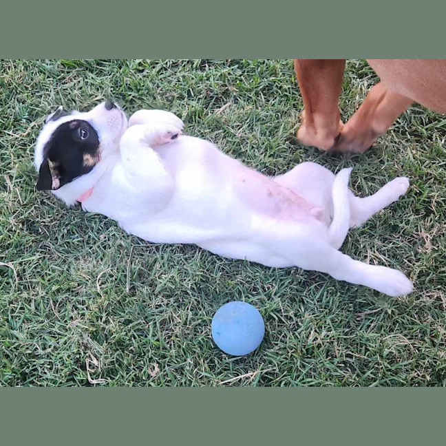 Photo of Gypsy