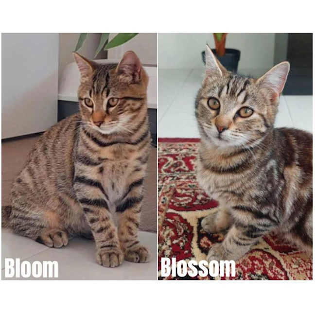 Photo of 12461   Blossom & Bloom