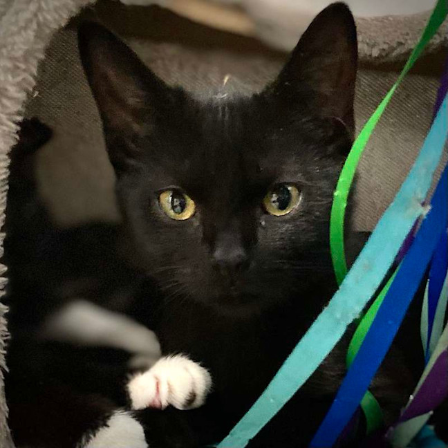 Photo of Boris