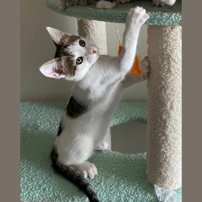 Photo of Bok Choy   Meet Me At Vets On Parker 