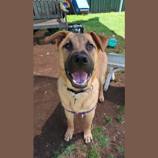 Photo of Ozzy Pawsborne