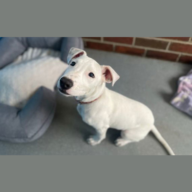 Photo of Enzo