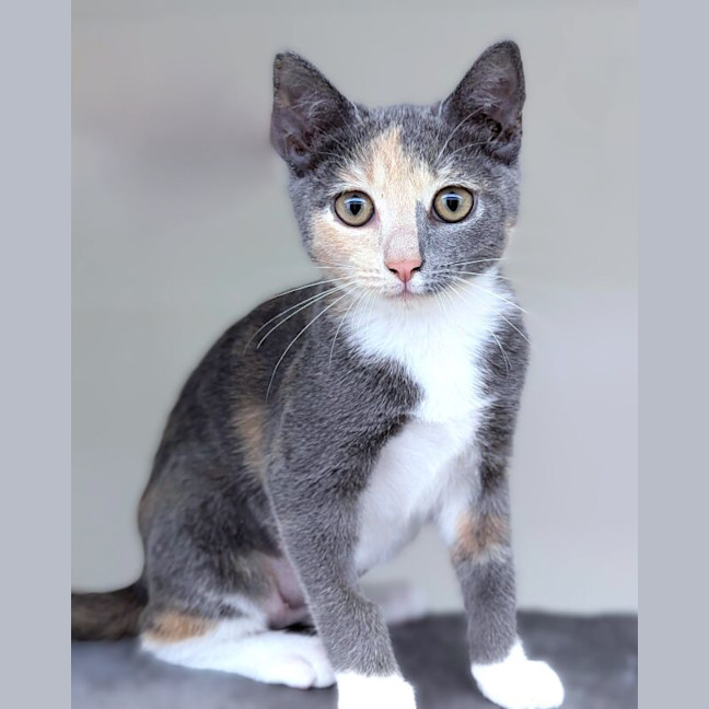 Photo of Ruby
