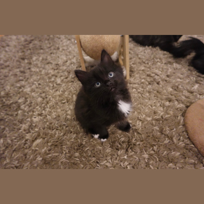 Photo of Onyx