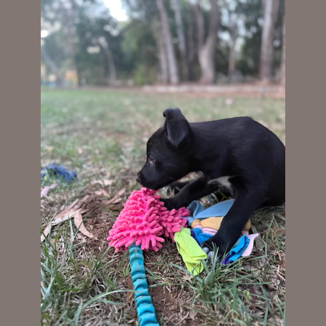 Photo of Digger
