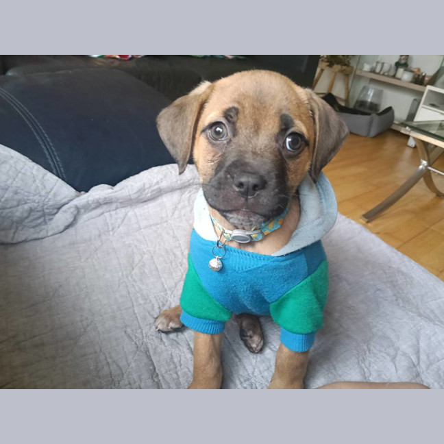 Photo of Padfoot (Was Peanut)