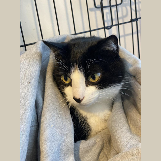 Photo of Loki Sweetness