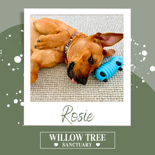 Photo of Rosie