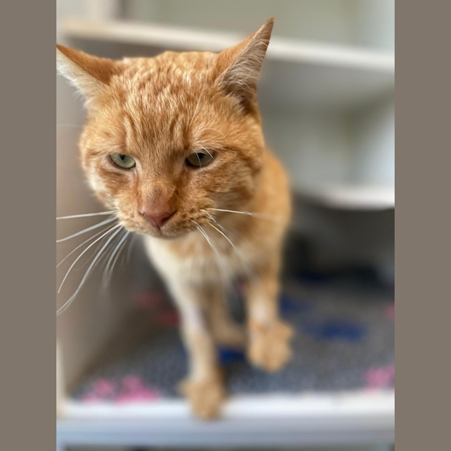 Photo of Ginge