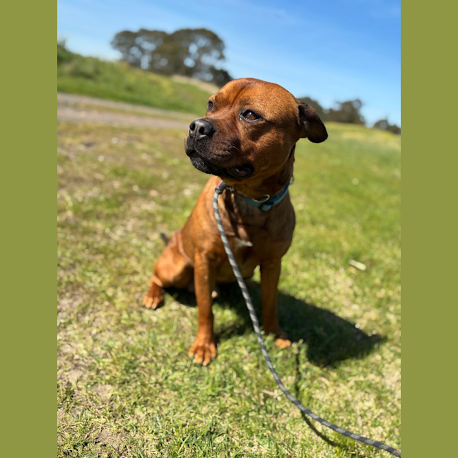 Photo of Tyson 