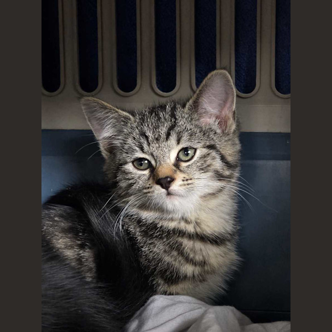 Photo of Artemis