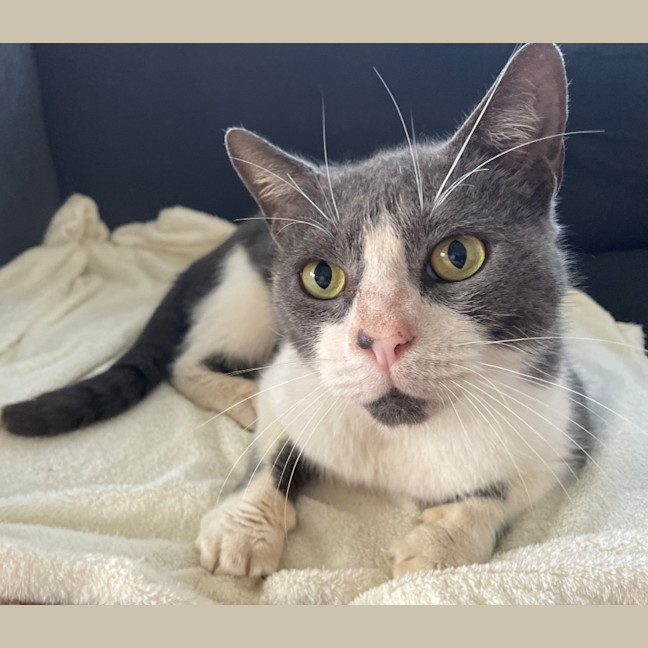 Photo of C1602 Mr Cat