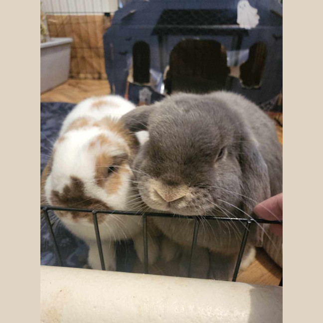 Photo of Bubbles And Squeak